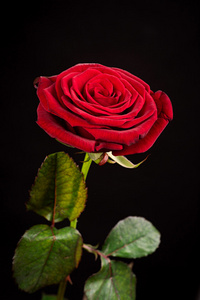 在一个黑色的红玫瑰