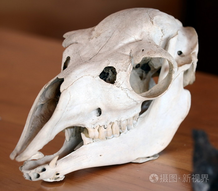 在智利南部国家公园巴利语艾克古代动物的头骨