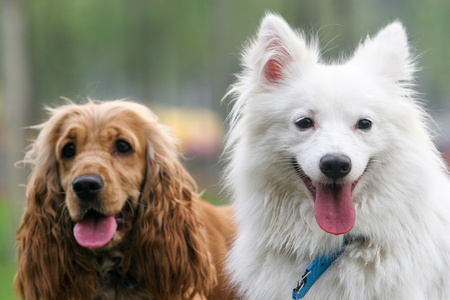 日本斯皮茨狗和英国可卡犬