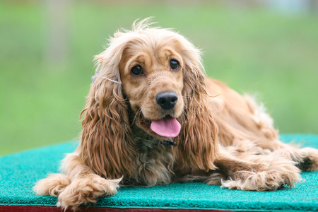 英语可卡犬狗