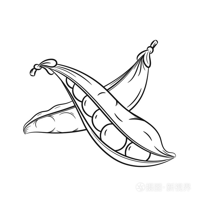 手在白色背景上绘制豌豆荚草图