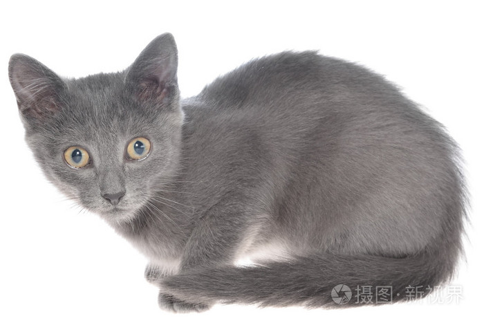 小灰色短毛猫小猫谎言