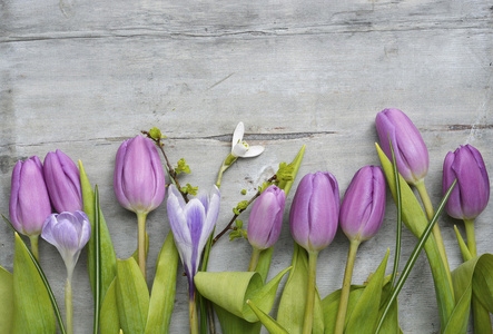 古老的灰色紫色白色郁金香 雪莲与番红花和空副本空间，春天夏天装饰木制背景