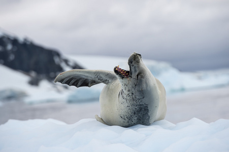 食蟹海豹在冰上