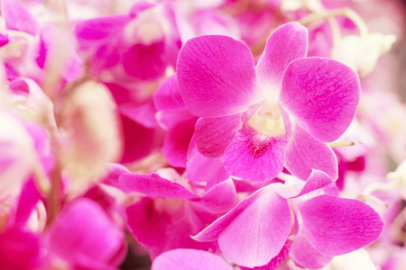 甜美的花背景, 紫兰花与柔软的焦点, v