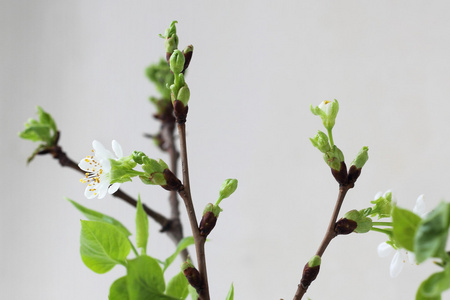 盛开的樱花树枝