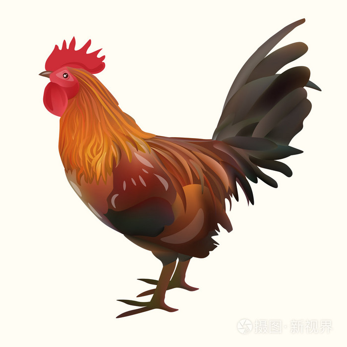 逼真的公鸡图片. 矢量插图图标