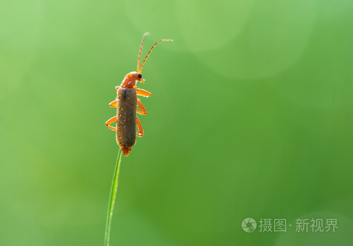 甲虫在草地上