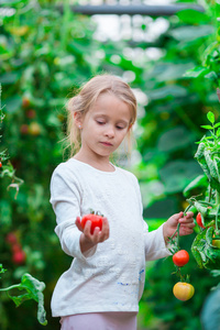 可爱女孩收集作物黄瓜和番茄的温室