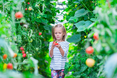 可爱的小女孩，收集作物黄瓜和番茄的温室