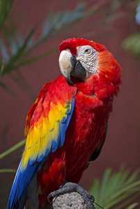 多彩的热带鹦鹉