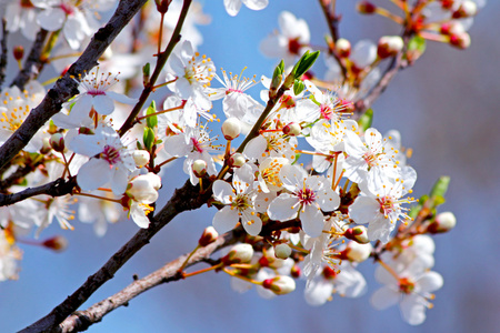 在春天盛开的樱桃梅花树
