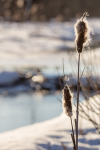 Reedmace 在夕阳的光线