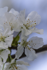春天树枝上的白花