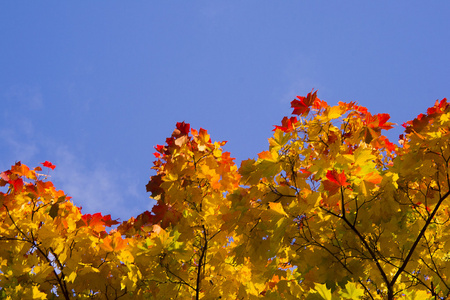 秋天的树叶与蓝蓝的天空背景