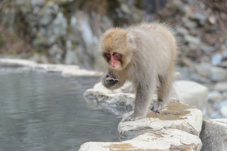 猴子在天然温泉 温泉 位于地狱谷莫