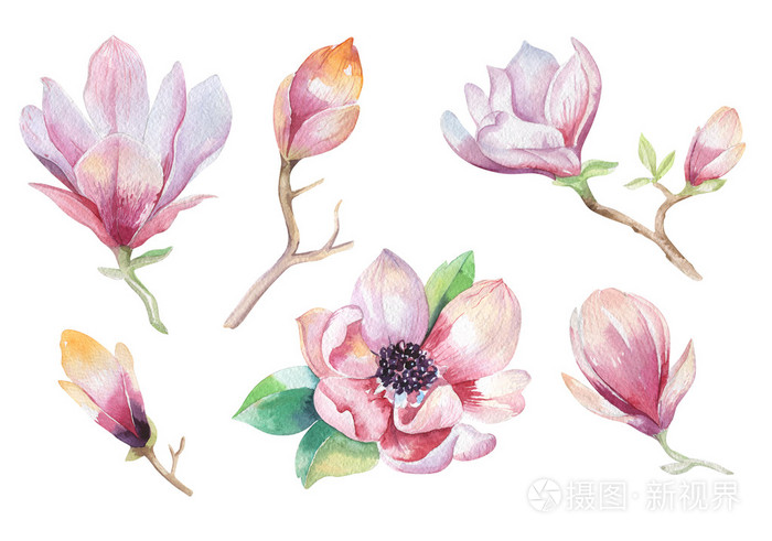 绘画作品玉兰花壁纸.手绘水彩花卉