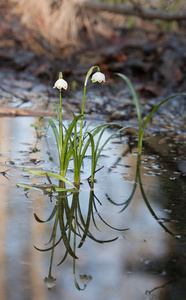 Leucojum 弗纳姆，春天的花朵，在自然保护区