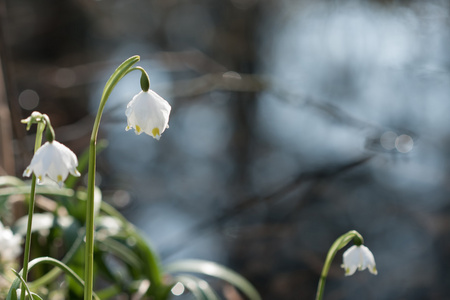 Leucojum 弗纳姆，春天的花朵，在自然保护区