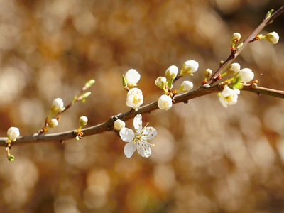 黑刺李花在阳光下背照明