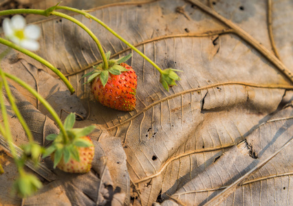 新鲜草莓灌木在干燥的事假与早晨光和选择性焦点