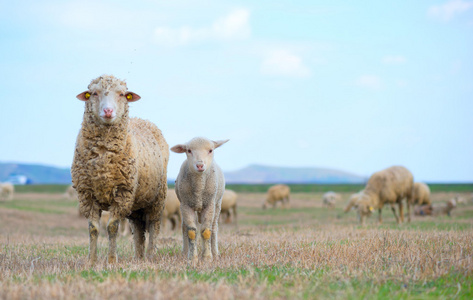 羊和羊肉在春天