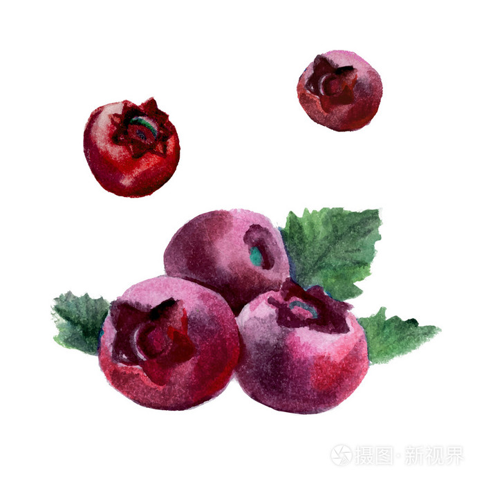 水彩蔓越莓孤立