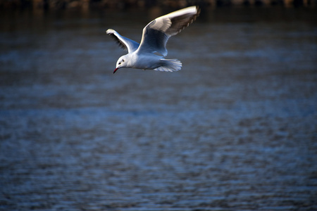 河上海鸥飞过