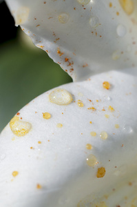 雏菊花瓣上的雨滴，sp 花田的细节