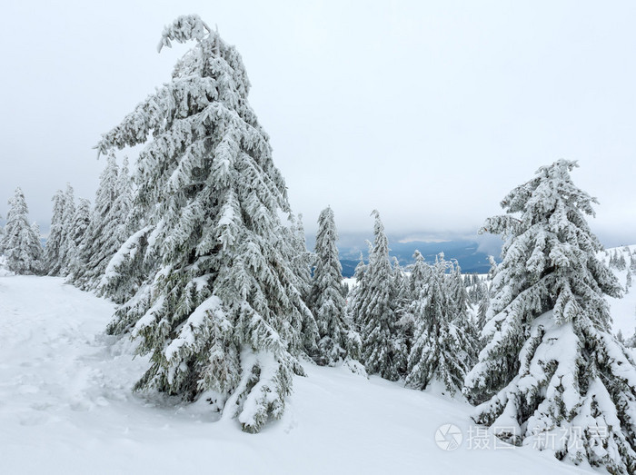 冬天山上冰冷雪杉树