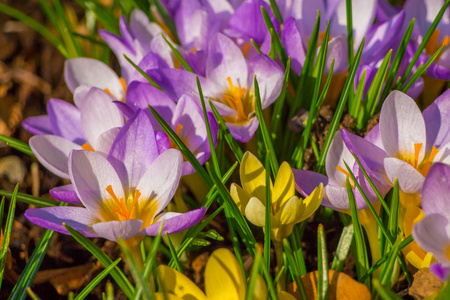 春天紫番红花