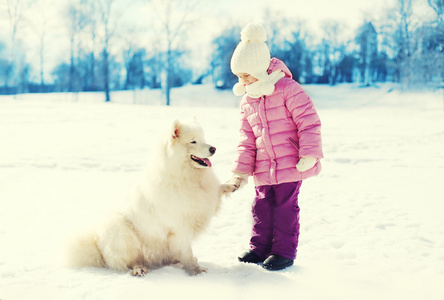 小孩在冬天 pa 在雪地上玩白色的萨摩耶德犬