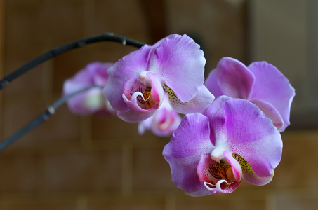 紫枝兰花花