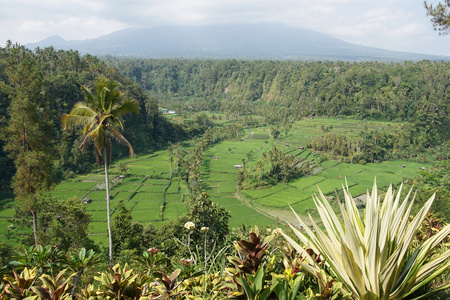 稻田，印度尼西亚巴厘岛
