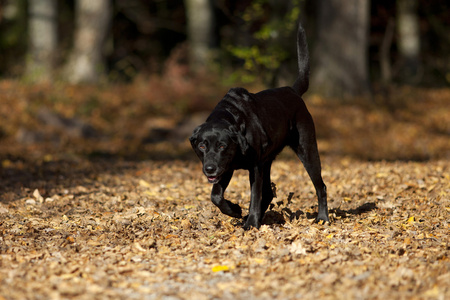 黑色的狗拉布拉多在秋天的树林