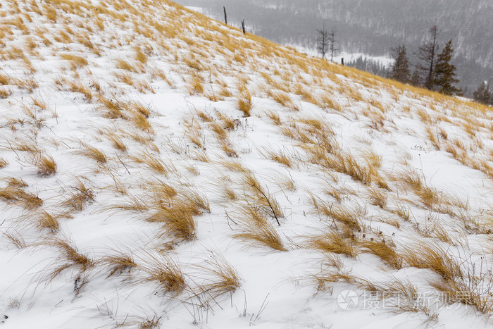 冬季景观与黄色草地雪山