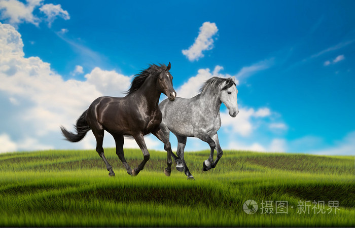 两匹马在蓝蓝的天空背景上的绿色草地上运行