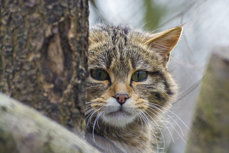 欧洲野生猫图片