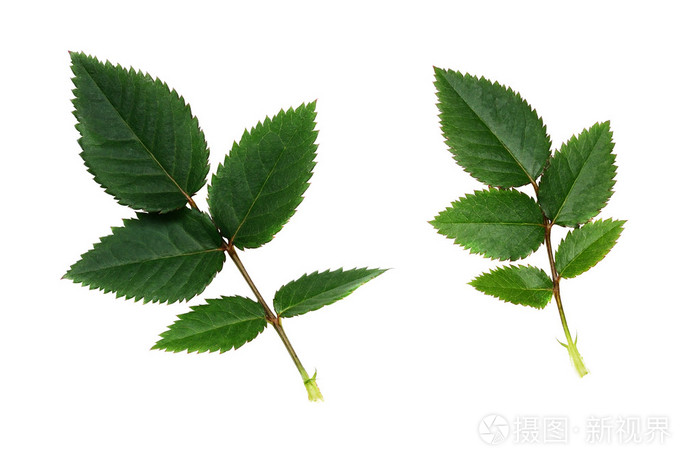 绿色玫瑰叶子