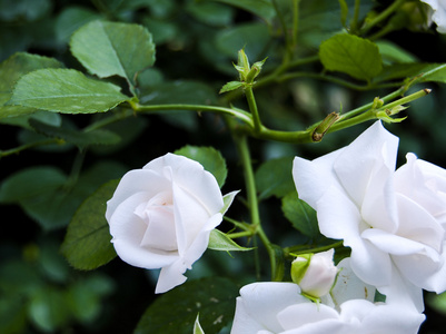 白玫瑰美