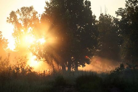 薄雾树夏天太阳射线图片