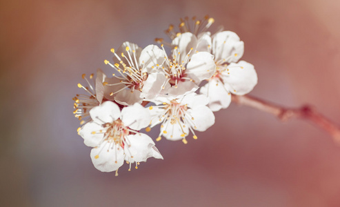 樱桃花支