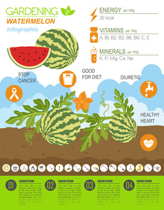 园艺工作，农业信息图表。西瓜。图形模板