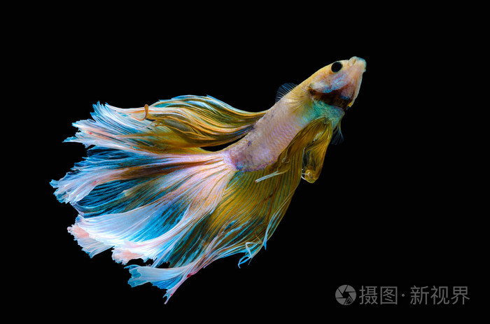 斗鱼水族馆暹罗斗鱼