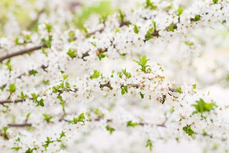 在春天的白花