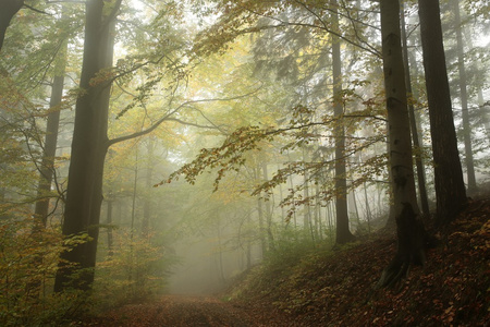 在秋季雾天森林步道图片