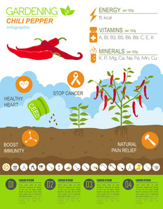 园艺工作，农业信息图表。红辣椒。图形模板的四大