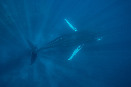 驼背鲸在蓝色的水中