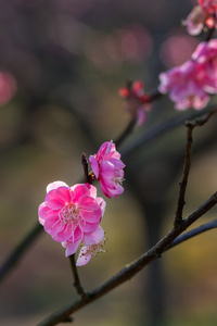 春枝梅花绽放粉色花