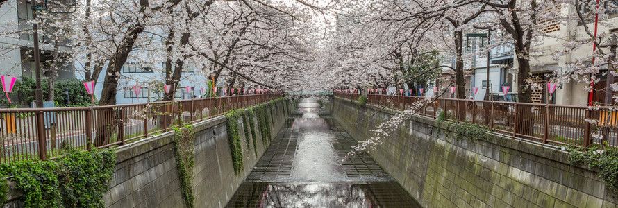 在日本樱花